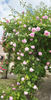 Colcestria rose photo