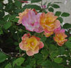 Suzon rose photo