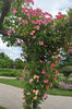 Suzon rose photo