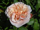 Eifelzauber rose photo