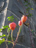 Queen of Hearts rose photo