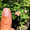 Hi rose photo