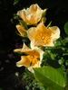 Citronella rose photo
