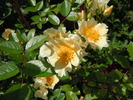 Citronella rose photo