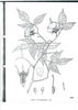 <i>Rosa lucidissima</i> H. Léveillé rose photo