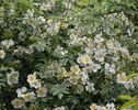 Wickwar rose photo