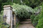 Wickwar rose photo