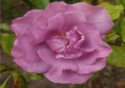 Ripples rose photo