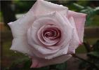 Silverado rose photo