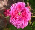 Adèle Heu rose photo