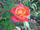 Bronze Sunset rose photo