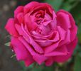Adrien Schmitt rose photo
