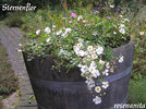 Sternenflor ® rose photo