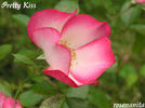 Pretty Kiss rose photo