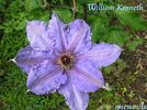 William Kenneth clematis photo