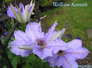 William Kenneth clematis photo