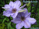 William Kenneth clematis photo