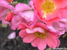 Coco rose photo