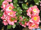 Coco rose photo