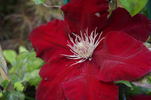 Rebecca clematis photo