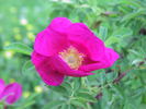 <i> Rosa foliolosa X Rosa rugosa </i> rose photo