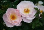 Sea Of Pink rose photo