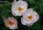 Sea Of Pink rose photo