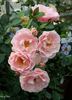 Sea Of Pink rose photo