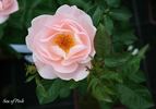 Sea Of Pink rose photo