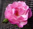 Bienenfreund rose photo