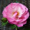 Bienenfreund rose photo