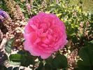 Asteropé rose photo