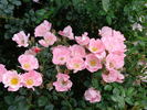 Carefree Delight rose photo
