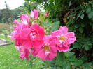 William Baffin rose photo