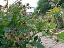William Baffin rose photo