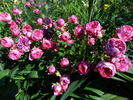 Gräfin Esterhazy rose photo