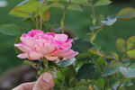 Frontenac rose photo