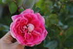 Frontenac rose photo