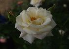 X-Rated rose photo