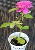 Platzregen rose photo