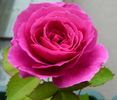 Platzregen rose photo