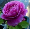 Platzregen rose photo