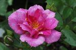 Bluenette rose photo