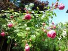Gräfin Esterhazy rose photo