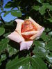 Oranzhevoe Solnyshko rose photo