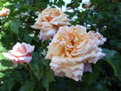 Oranzhevoe Solnyshko rose photo