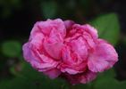 Jeune Henri rose photo