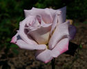 Silverado rose photo