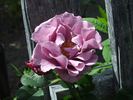 Ripples rose photo