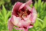 Berry Garcia peony photo